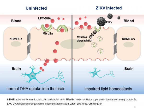 ZIKV感染降解Mfsd2a影响DHA吸收和脂质稳态的分子机制模式图